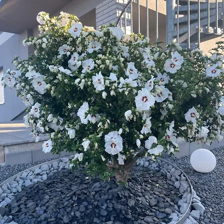 Apartamento Heidis Ferienoase *